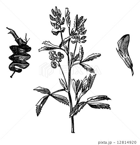 Cultivated Alfalfa or Medicago Sativa vintage engraving 12814920
