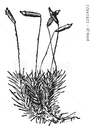 Common Haircap Moss or Polytrichum commune, vintage engraving 12814921