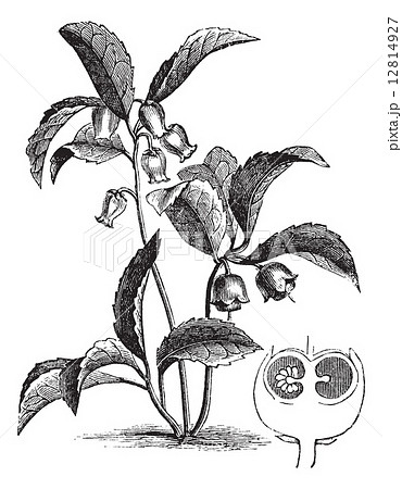 Gaultheria procumbens or Eastern teaberry vintage engraving 12814927