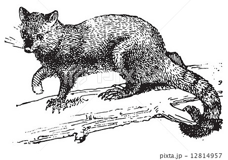 Possum, vintage engraving. 12814957
