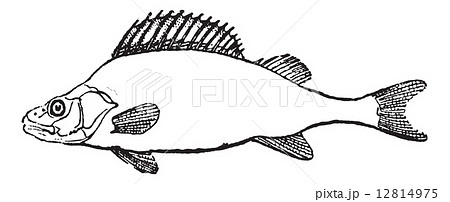 Fins, of Perch or Perca sp., vintage engraving 12814975
