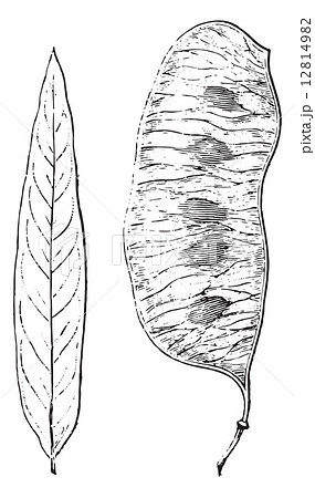 Senna, Follicle, vintage engraving. 12814982