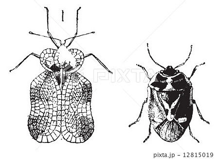 Left - Hemiptera Heteroptera, tiger bug or lace bug, Right - Nez 12815019