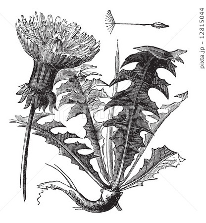 Taraxacum or Dandelion, vintage engraving. 12815044