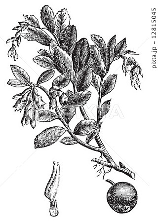 Cowberry or Vaccinium vitis idaea vintage engraving 12815045