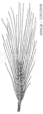 Common Barley, vintage engraving. 12815048