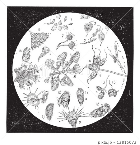 Diatomaceous earth or Diatomite, vintage engraving. Diatomaceous earth or Diatomite, vintage engraving. 12815072