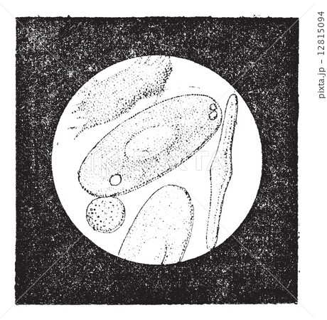 Fig. 5. Blood cells of frog (55 thousandths of a millimeter), vi 12815094