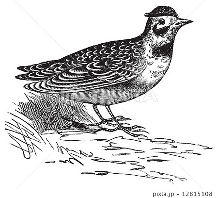 Horned lark or Eremophila alpcstris vintage engraving. Horned lark or Eremophila alpcstris vintage engraving. 12815108