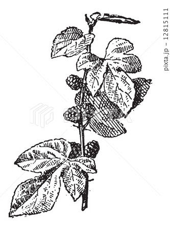 Mulberry or Morus sp., vintage engraving 12815111