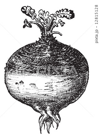 Rutabaga or Swede, vintage engraving. 12815128