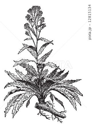 Horseradish or Armoracia rusticana vintage engraving 12815134
