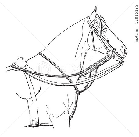 Martingale Strap, vintage engraving 12815135