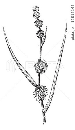 Sparganium (Bur-reed), vintage engraving. 12815145