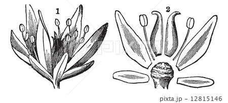 Parts of a Flower, vintage engraving 12815146
