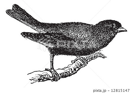 Greenfinch or Carduelis chloris, vintage engraving 12815147