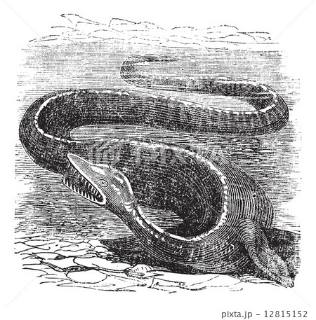 Elasmosaurus or Elasmosaurus platyurus, vintage engraving 12815152