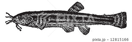 Loach catfish or Amphiliidae, vintage engraving 12815166
