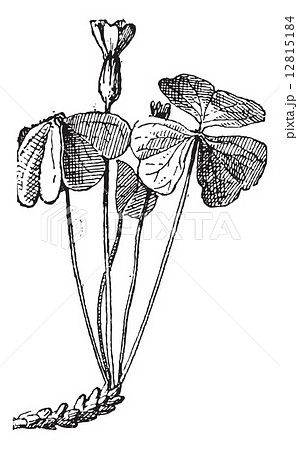 Surelle or Wood sorrel, vintage engraving. Surelle or Wood sorrel, vintage engraving. 12815184