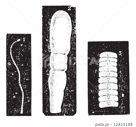 Botriocephale, vintage engraving. 12815189