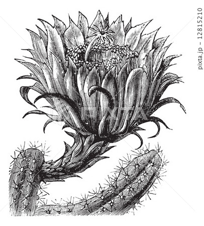 Nightblooming Cereus or Queen of the Night or Large-flowered Cac 12815210