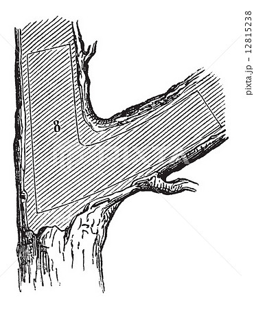 How a Tree is Made into Lumber - Nasturtium, vintage engraving 12815238