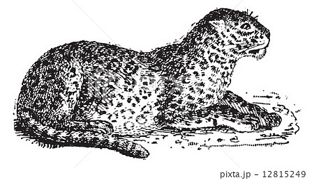 Leopard or Panthera pardus, vintage engraving 12815249