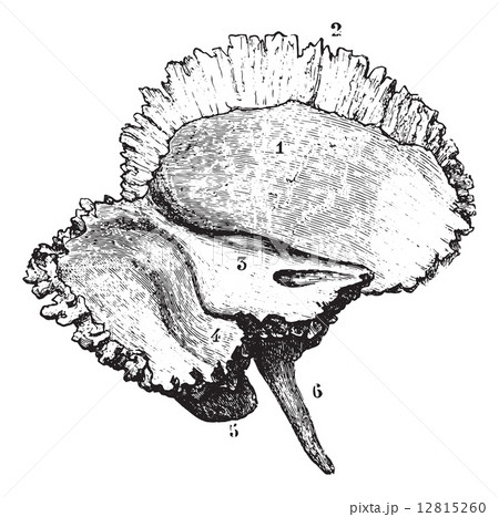 Left temporal bone, vintage engraving. 12815260