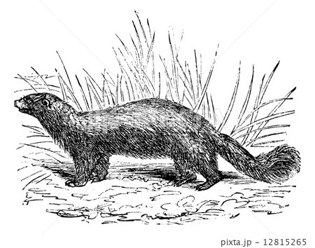 Common skunk (Mephitis mephitica) or polecats vintage engraving 12815265