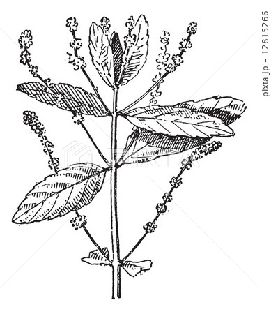 Mercury Plant or Mercurialis sp., vintage engraving 12815266