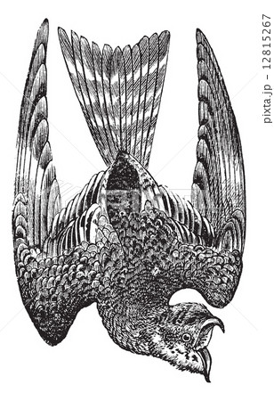 Nighthawk or Nyctiprogne sp. or Lurocalis sp. or Chordeiles sp. 12815267