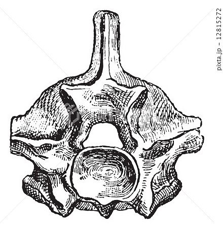 Reptile, Vertebra Python, vintage engraving. Reptile, Vertebra Python, vintage engraving. 12815272