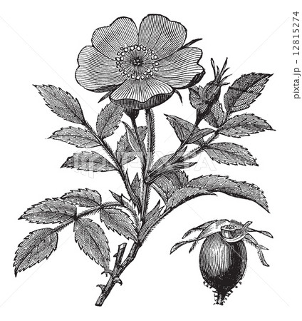Sweet briar or Rosa rubiginosa vintage engraving 12815274