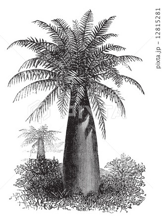 Chilean Wine Palm or Jubaea chilensis, vintage engraving 12815281