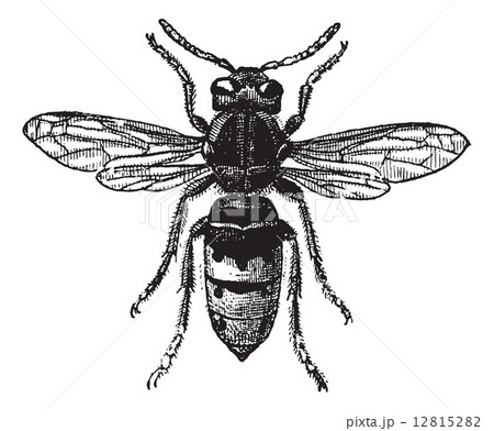 Fig 12. Wasp, vintage engraving. 12815282