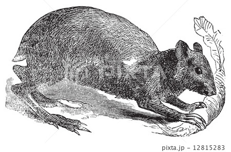 Agouti or Dasyprocta agouti engraving. 12815283