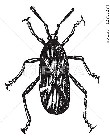 Orange-tipped Leaf-footed Squash Bug or Anasa tristis vintage en 12815284
