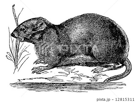 Ondatra, Fiber zibethicus or Muskrat, vintage engraving 12815311