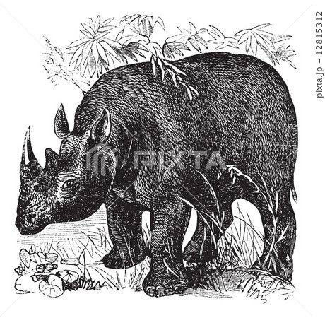 Black Rhinoceros or Diceros bicornis vintage engraving 12815312