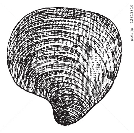 Freshwater Mussel, vintage engraving 12815316