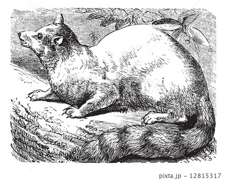 Ringtail or Ring-tailed Cat or Bassariscus astutus vintage engra 12815317