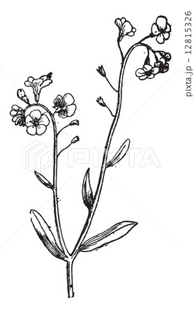Forget-me-not or Myosotis sp., vintage engraving 12815326