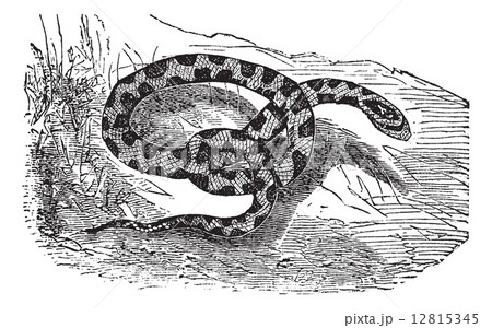 Chicken Snake or Rat Snake or Elaphe sp. or Pituophis melanoleuc Chicken Snake or Rat Snake or Elaphe sp. or Pituophis melanoleuc 12815345