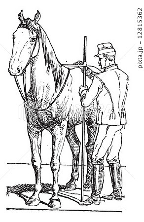 Horse rider measuring horse size vintage engraving Horse rider measuring horse size vintage engraving 12815362