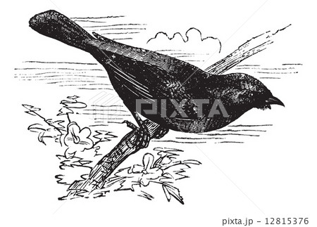 Piranga rubra or Summer Tanager, vintage engraving. Piranga rubra or Summer Tanager, vintage engraving. 12815376