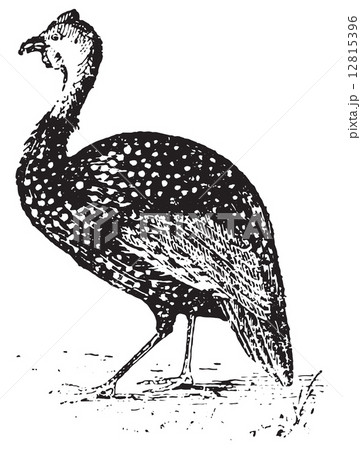 Guinea Fowl, vintage engraving. Guinea Fowl, vintage engraving. 12815396