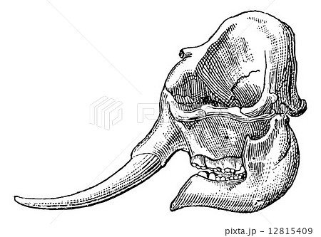 Ivory, elephant tusk, vintage engraving. 12815409