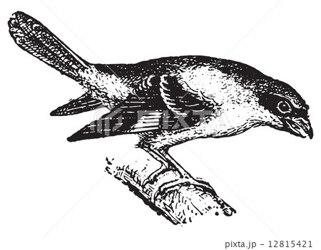 Shrike, vintage engraving. 12815421