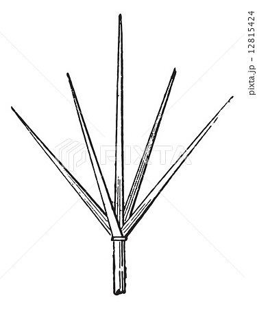 Lightning rod or Lightning conductor, vintage engraving. 12815424