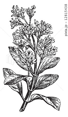 Cinchona calisaya (end a flowery branch), vintage engraving. 12815438